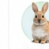 SMALL PETS
