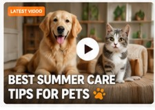 PetsBaithak YouTube channel